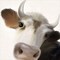 Harvey Up Close Poster Print by Marla Rae - Item # VARPDXMAZ5351